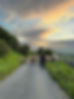 Jersey milking cows walking back to grazing in the Yorkshire dales national park