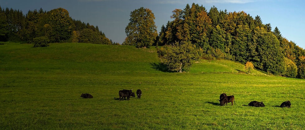 Open green grassland with Wagyu beef grazing it.