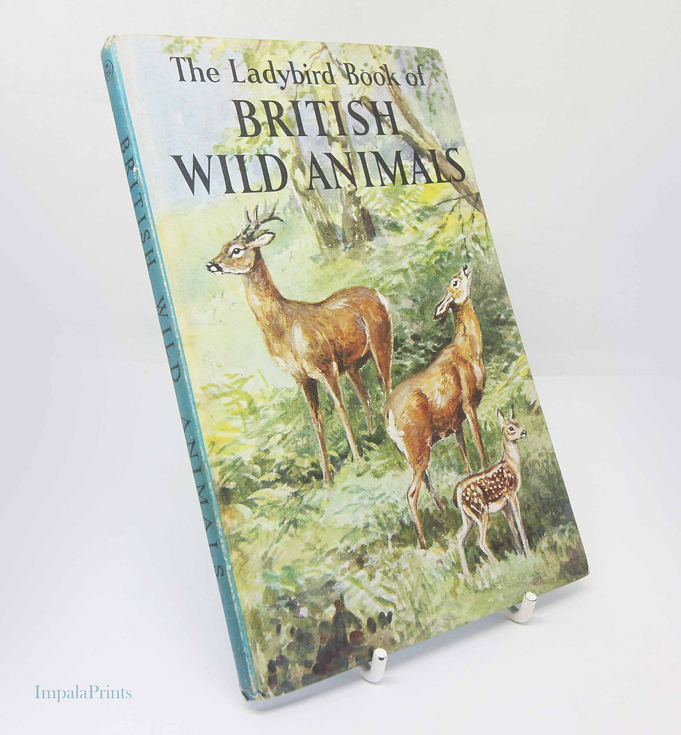 Thumbnail: British Wild Animals 1950s Vintage Book with Illustrations Ornithology Red guide