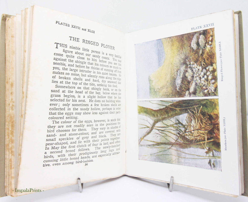 Thumbnail: Nests and Eggs, Bird book children antique Guide Book Vintage Science nature Boo