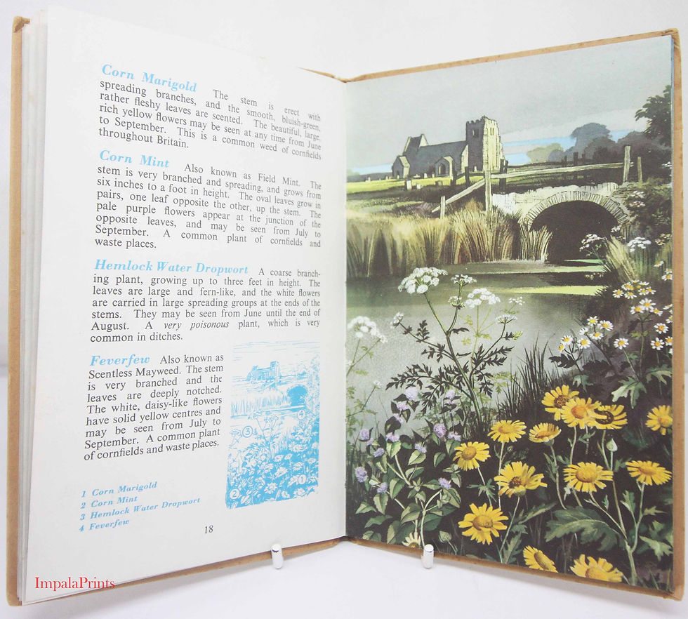 Thumbnail: Wild Flowers 1950s Guide ladybird book, vintage Book with Illustrations Children
