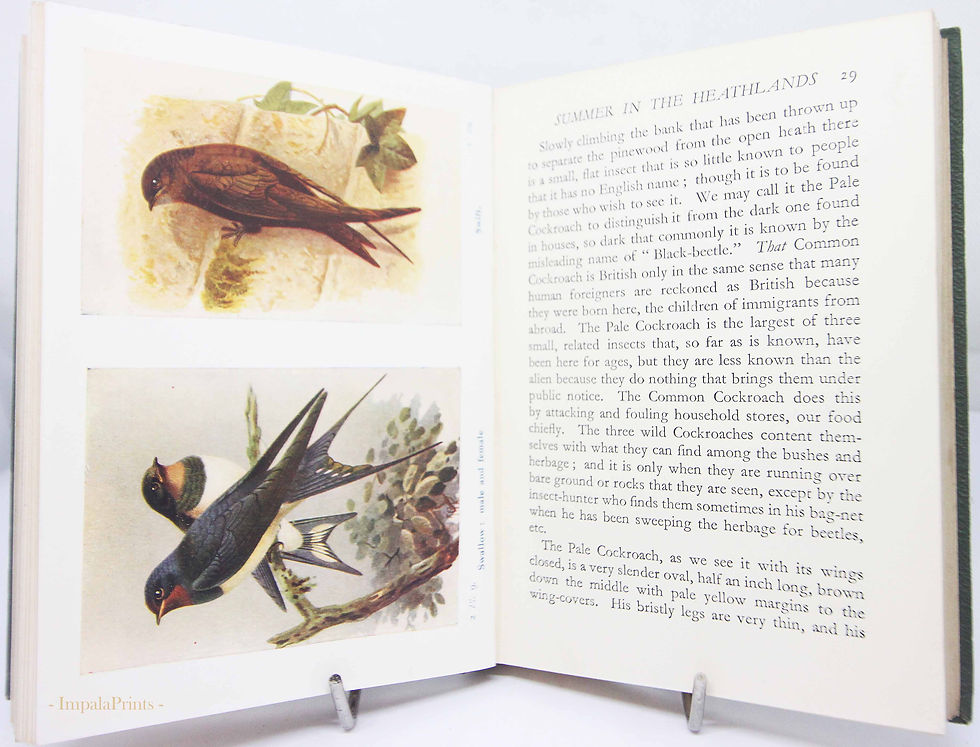 Thumbnail: Antique Rambles in Nature 1939 Natural History illustrated Vintage Hardback Anti
