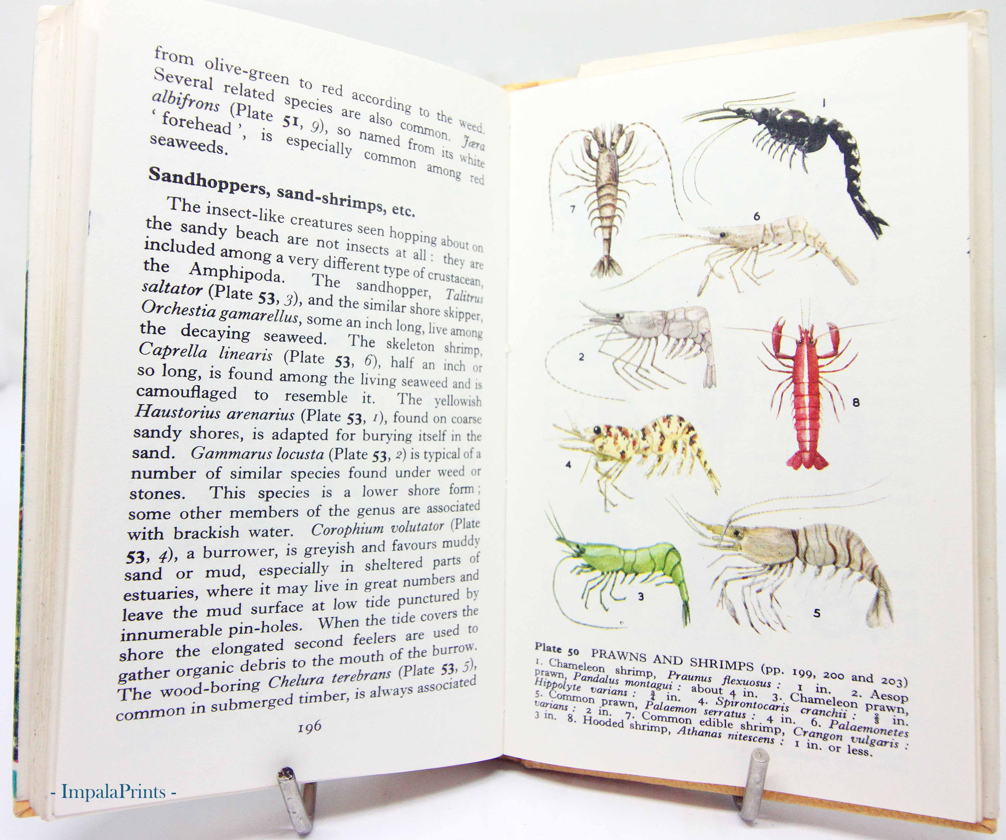 Sea and the Seashore Vintage Illustrated biology Plants Flower Picture book anim