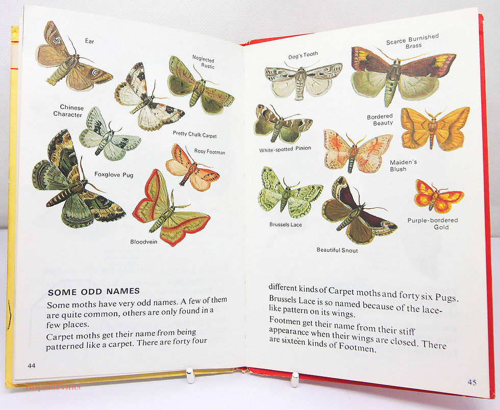 Thumbnail: Vintage Butterflies and Moths 1970 Ladybird book Nature First Edition Hardback n