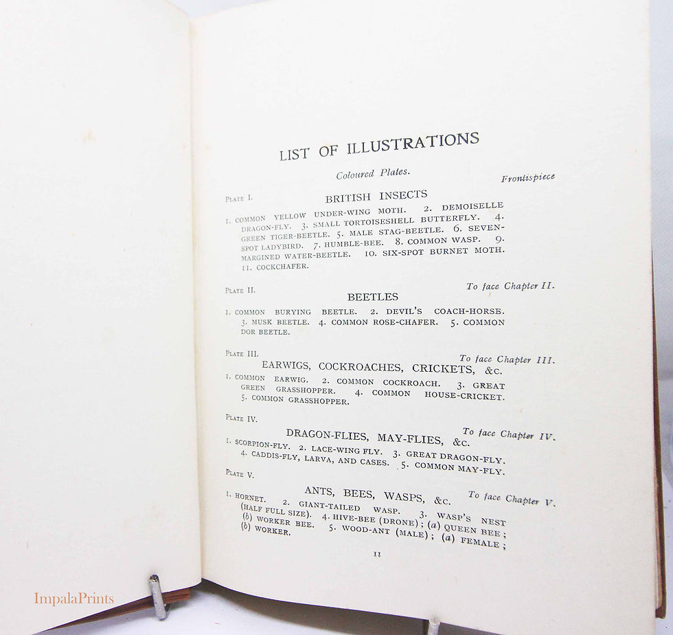 Thumbnail: Vintage Entomology Book, The Story of Insect Life, Ants Bees Butterflies, Natura