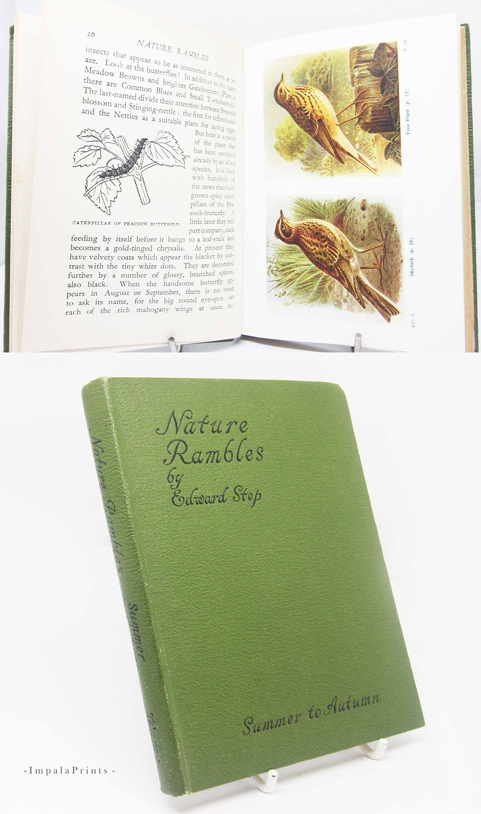 Thumbnail: Rambles in Nature – 1945 Antique Natural History Book | Vintage Illustrated Hard