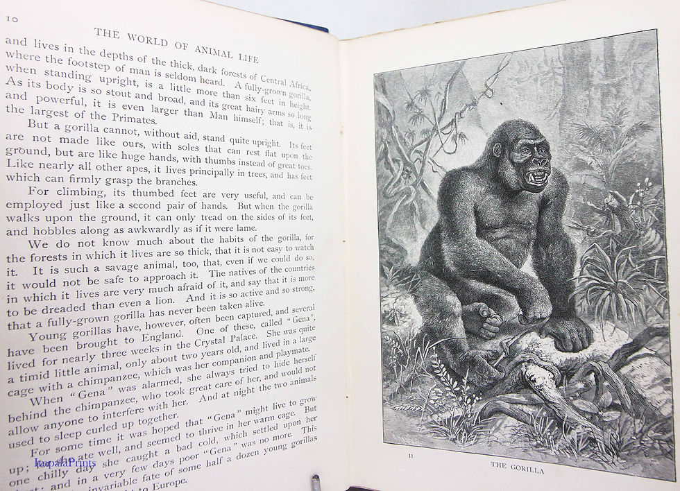 Thumbnail: The World of Animal Life 1902 , Rare Illustrated Natural History Book, Vintage W