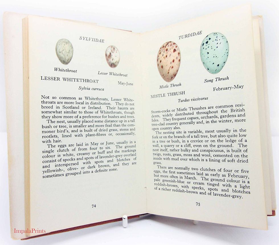 Birds Eggs Guide Book / 1967