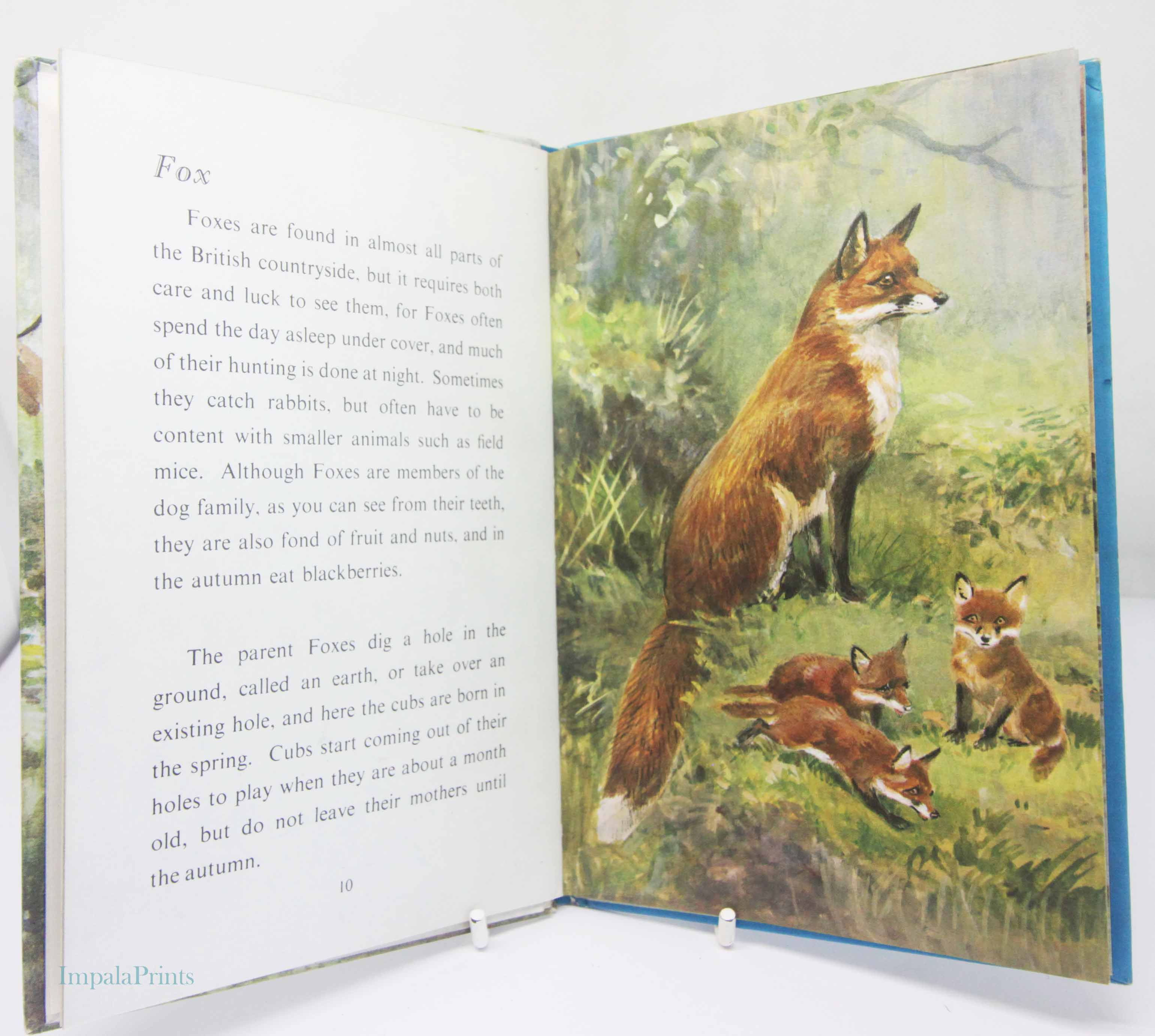British Wild Animals 1950s Vintage Book with Illustrations Ornithology Red guide