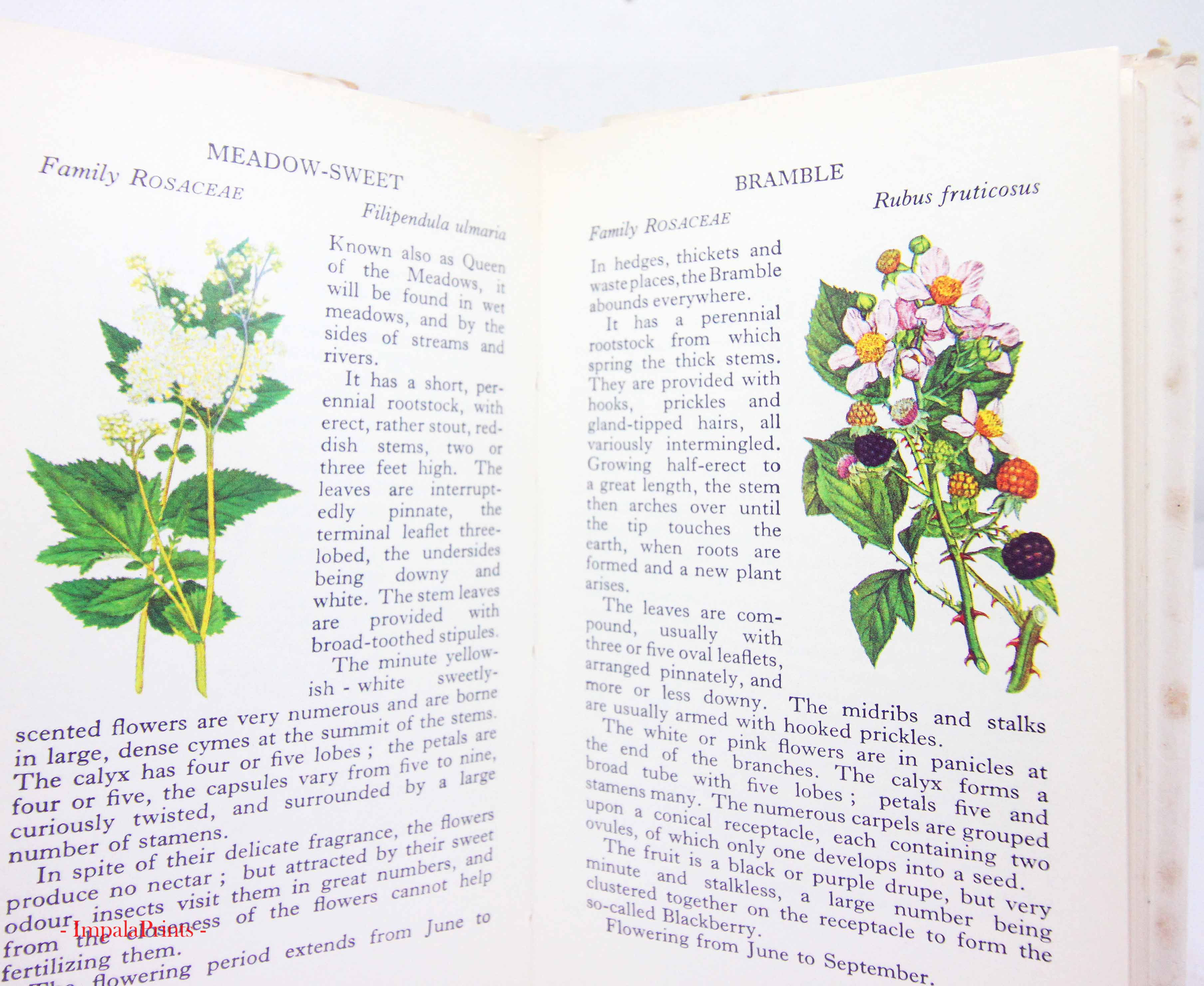 Wild Flowers Illustrated Plants Flower Picture book Flowers guide Old Retro Vint