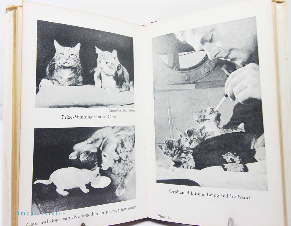 Thumbnail: Vintage Illustrated Pocket Guide to Cat Breeds – UK Collectable Book with Pictur