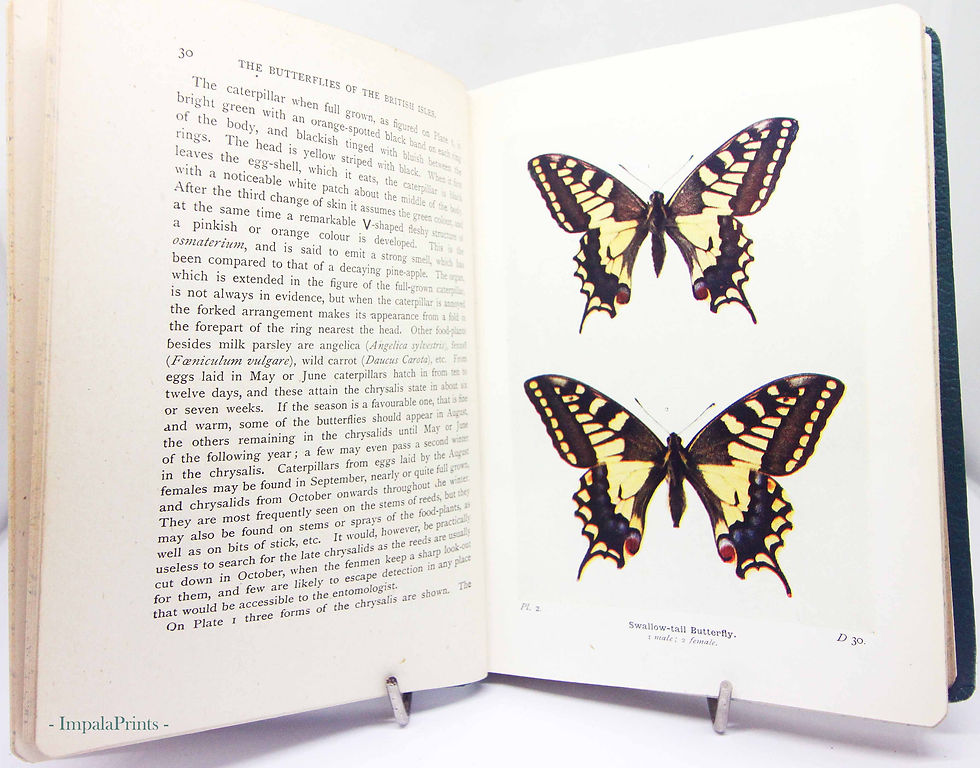 Thumbnail: Moths Of The British isles Antique - Colour plates Vintage Hardback 1940s Childr