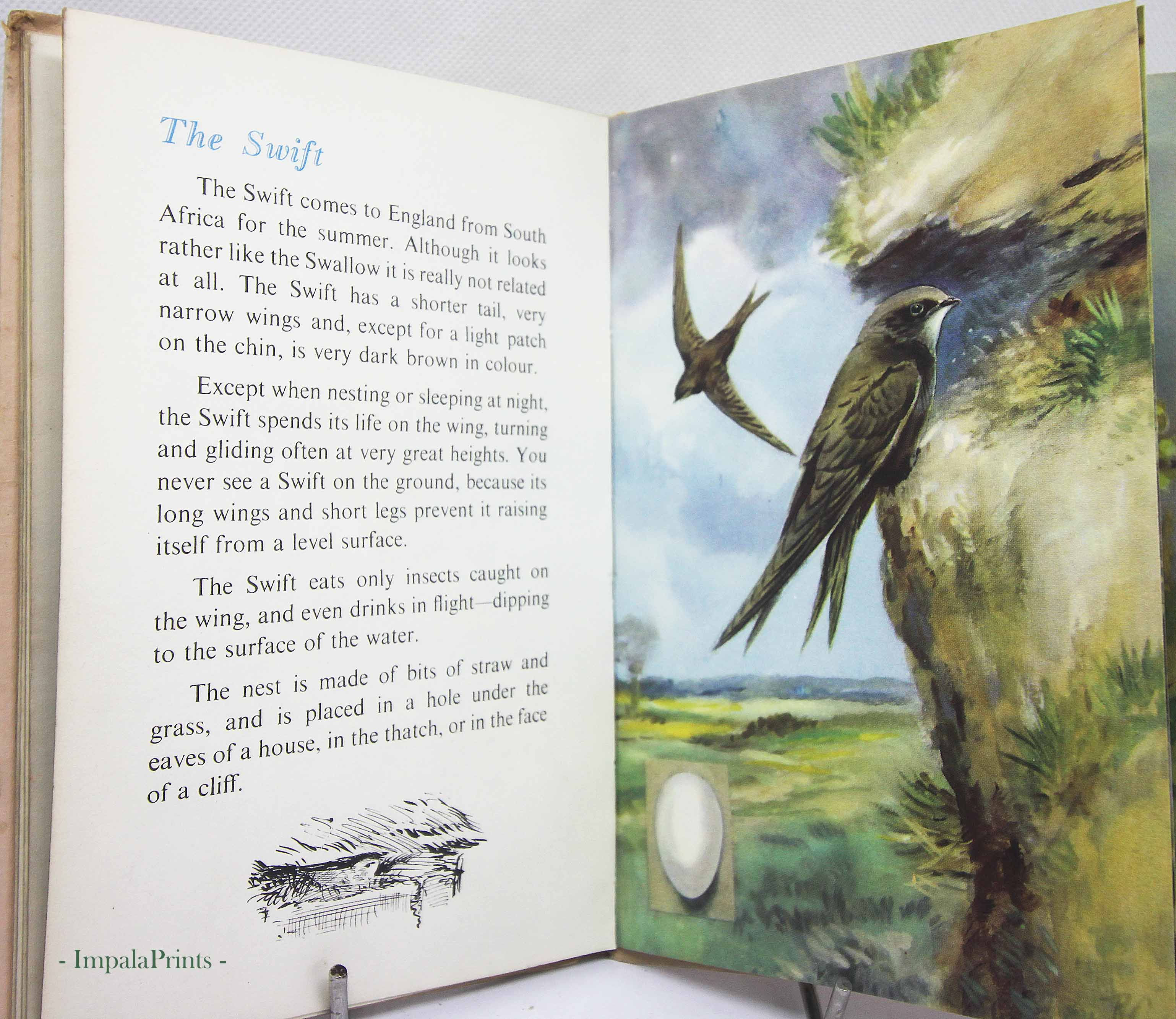 Vintage 1950 Ladybird Bird Book – Illustrated Hardback – Bird Spotting & Nature
