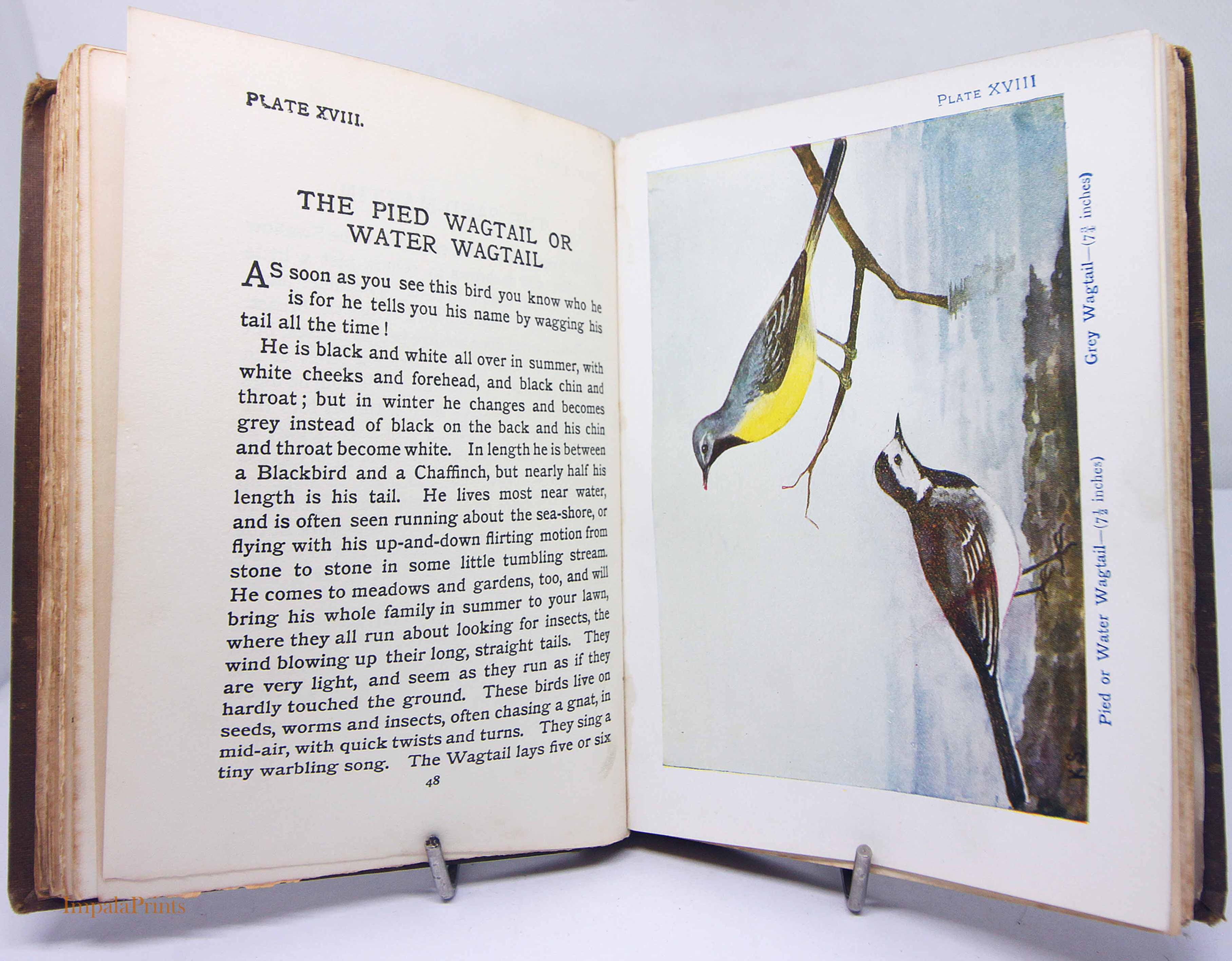 Illustrated Bird book 1920 Antique Vintage childrens Ornithology Hardback Nature