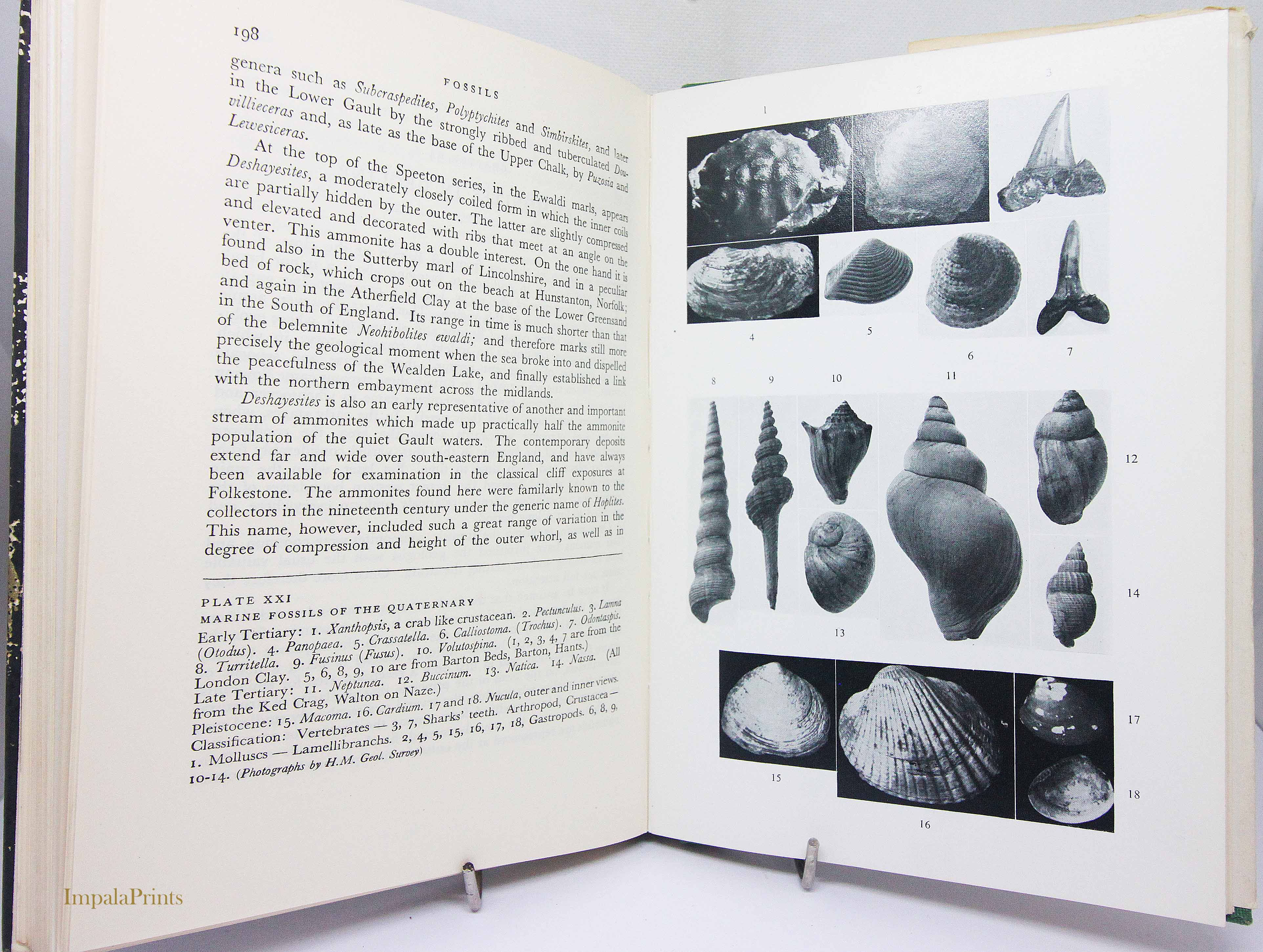 Title: Fossils, H.H. Swinnerton