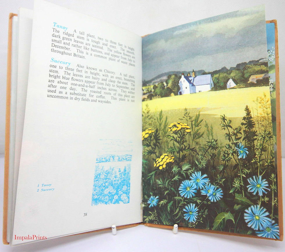 Thumbnail: Wild Flowers 1950s Guide ladybird book, vintage Book with Illustrations Children