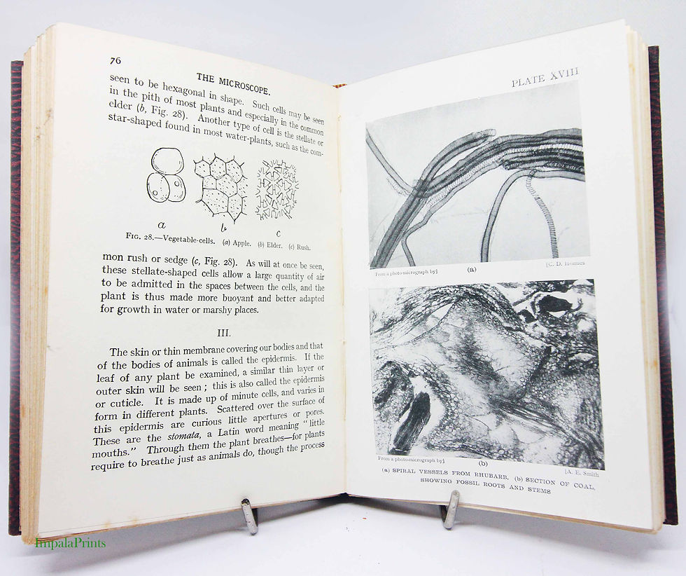 Thumbnail: Microscope Science book 1920s