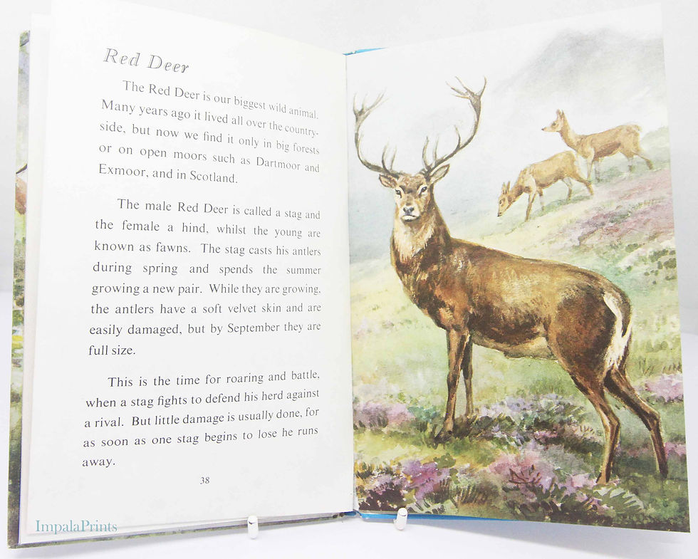 Thumbnail: British Wild Animals 1950s Vintage Book with Illustrations Ornithology Red guide