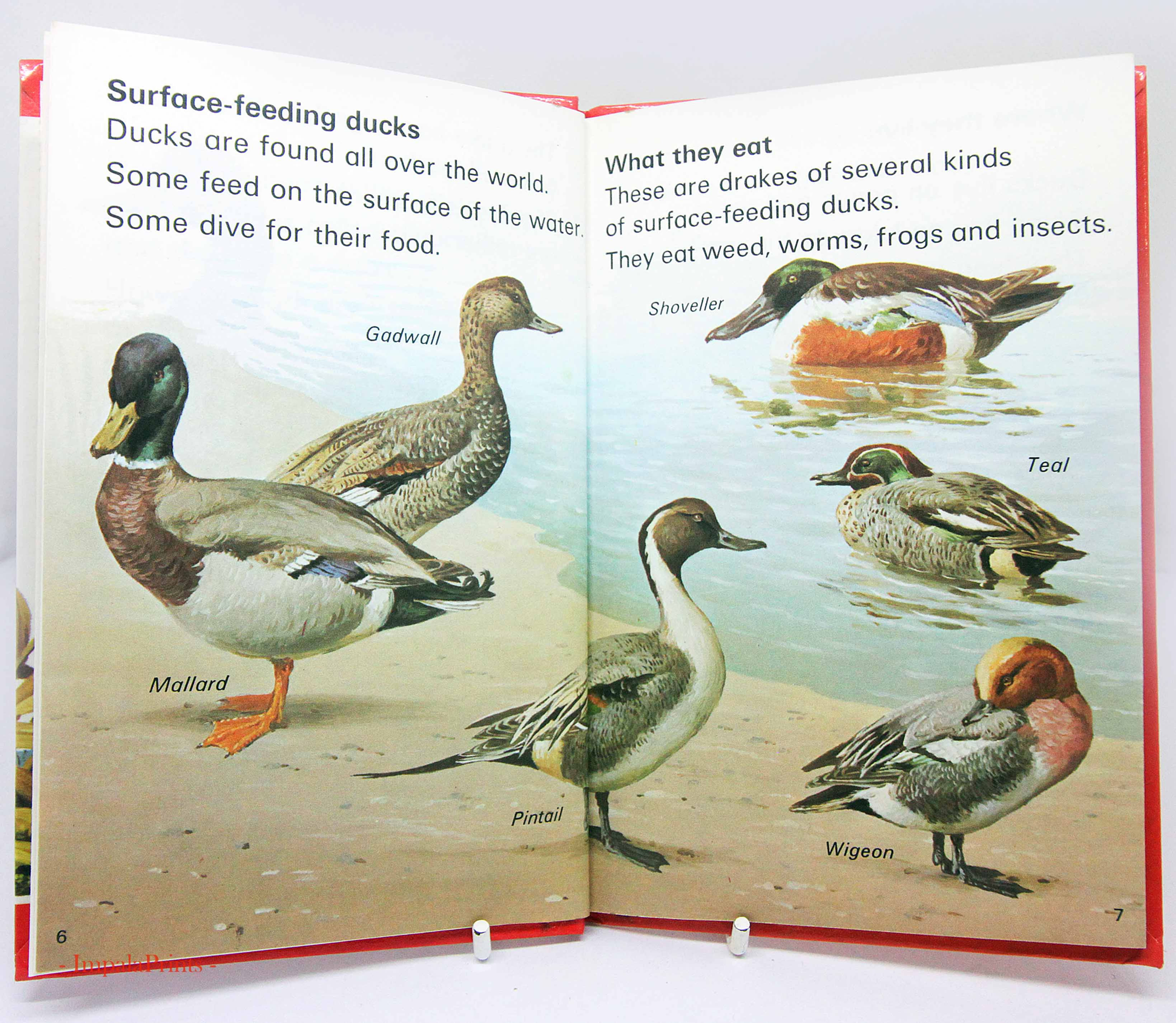 Pond and River Bird Spotting, vintage Book with Illustrations Ornithology Red gu