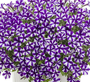 _0001_Supertunia