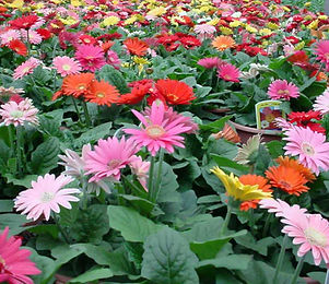 _0002_gerbera-daisies-gerbera-jamesonii-come-in-a-vari
