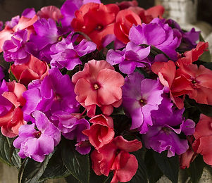 _0006_New-Guinea-Impatiens