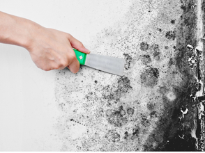 Will Mold Removal Impact My Business Operations?