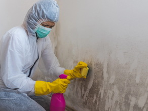 Cost-Effective Mold Removal Solutions for Large-Scale Commercial Operations