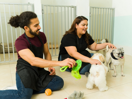 From Puppy to Pro: Calgary’s Dog Training Programs That Build Confidence and Connection. Is Your Dog Ready for a Happier Life?