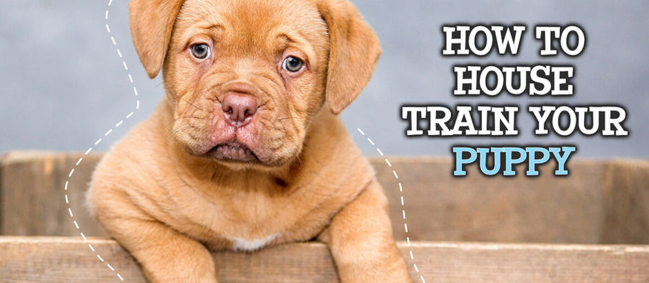 How to Housetrain Your Puppy