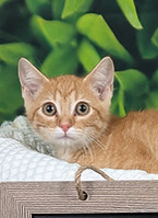 kitten_male.jpg