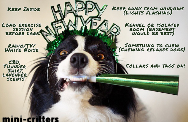Copy of Fireworks? HELP!! For Your Phonophobic Dog