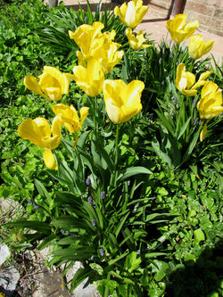 Tulipani