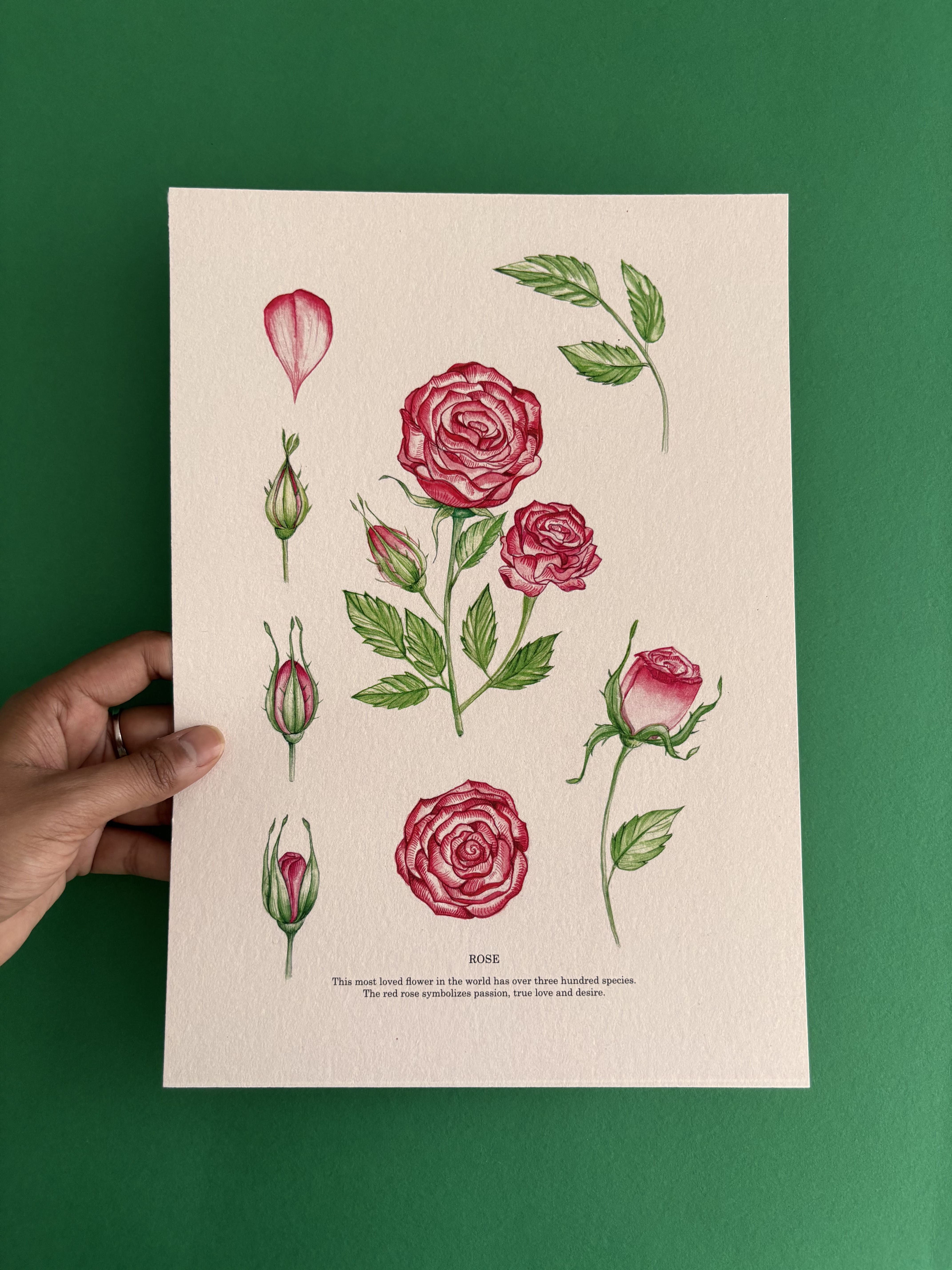 Rose