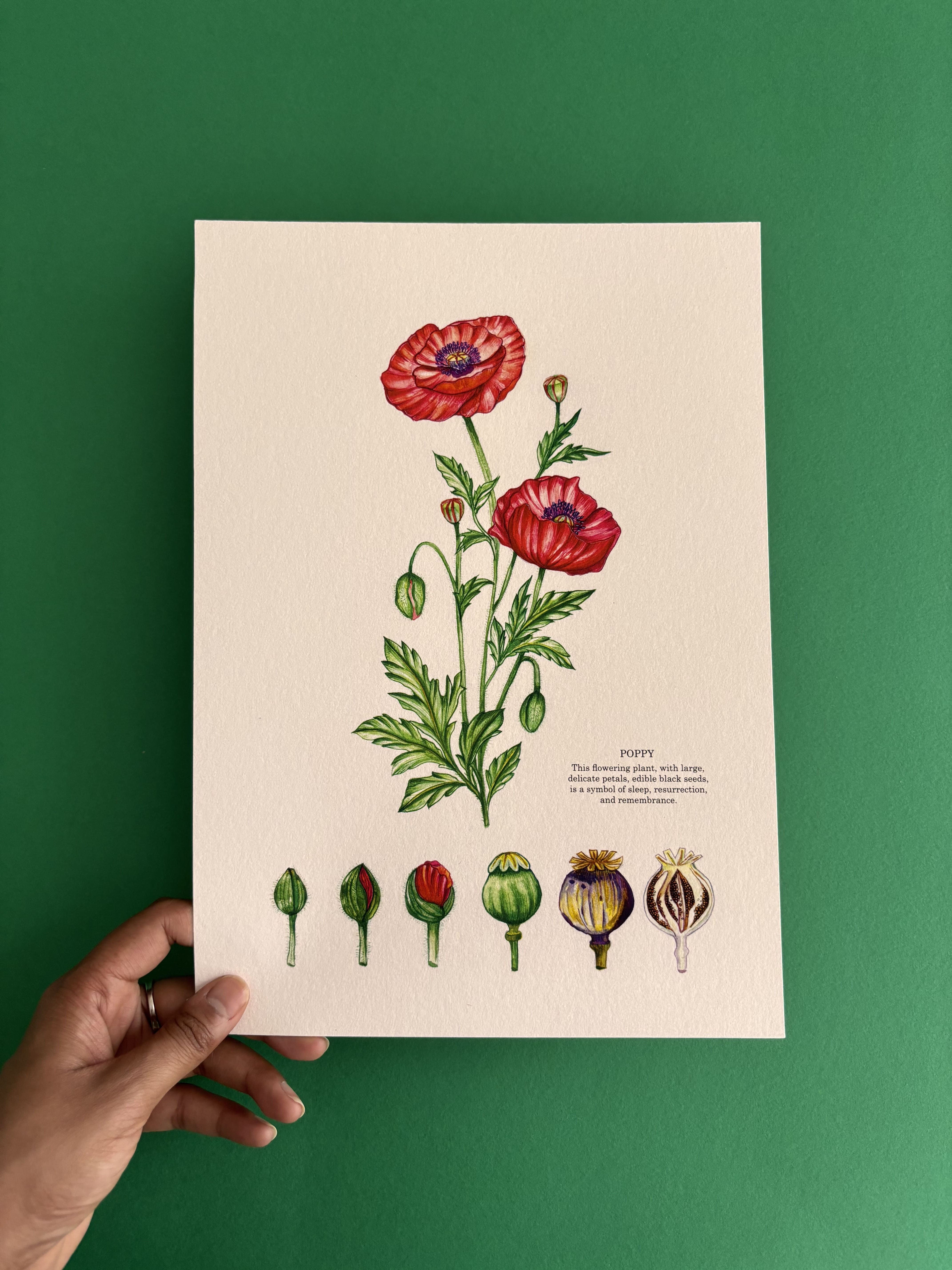 Poppy