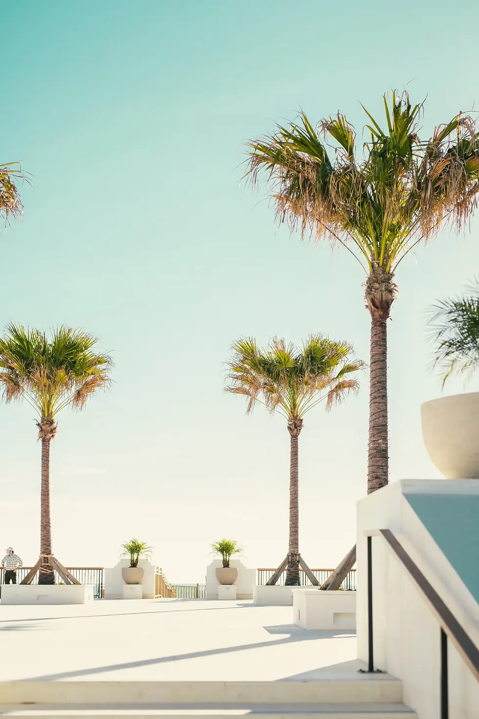 Palm trees on a sunny terrace with clear blue sky. White planters and railing in the background create a calm, tropical vibe.