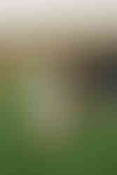 Planning a Bozeman wedding? Get fall inspo, pet-friendly tips, and the best venues in Bozeman, MT for the most joyful, unfiltered “I do.”