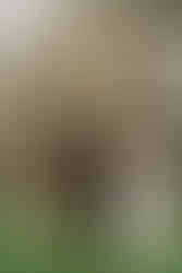 Planning a Bozeman wedding? Get fall inspo, pet-friendly tips, and the best venues in Bozeman, MT for the most joyful, unfiltered “I do.”