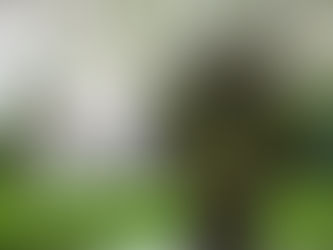 Buying a safe Home in Pun Hlaing Estate; a low-density Mini Jungle to improve overall health