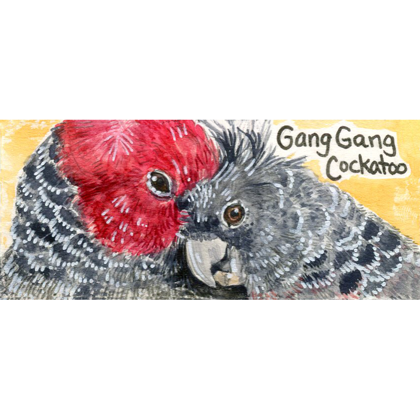 Gang-gang Cockatoo sq