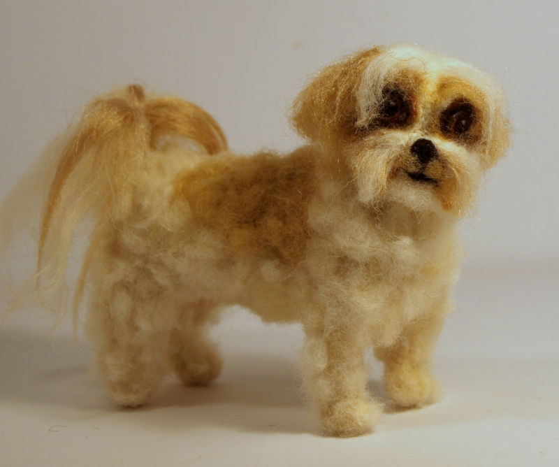Thumbnail: Kico the Shih Tzu