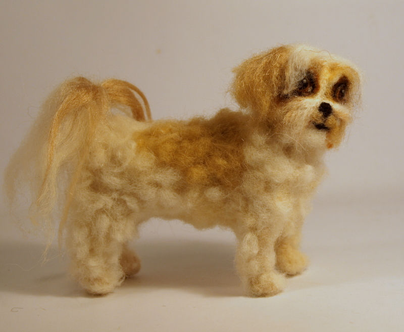 Thumbnail: Kico the Shih Tzu