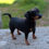 Thumbnail: Lily the miniature pinscher