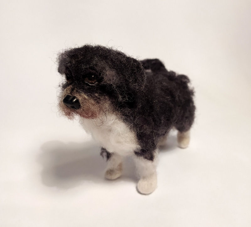 Thumbnail: Julius havanese
