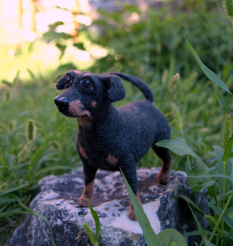 Thumbnail: Lily the miniature pinscher