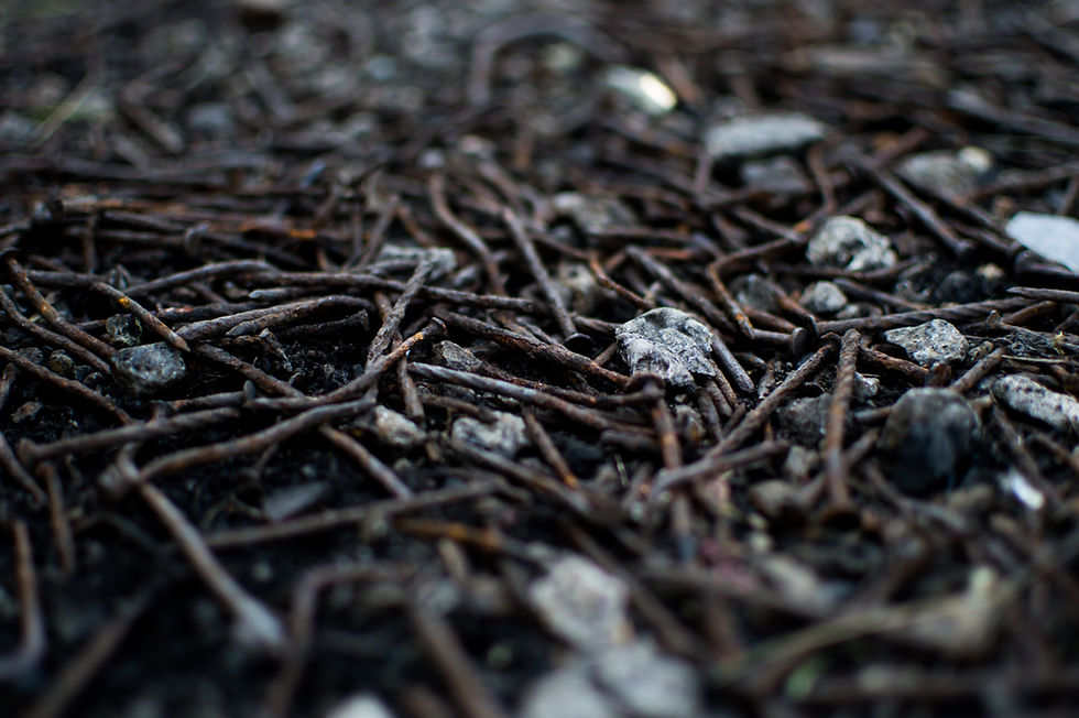 A pile of rusted screws
