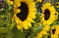 Feira%20das%20Flores%20(19)%20girassol_e