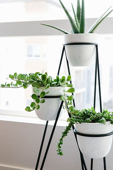 Passive tiny house plant.jpg