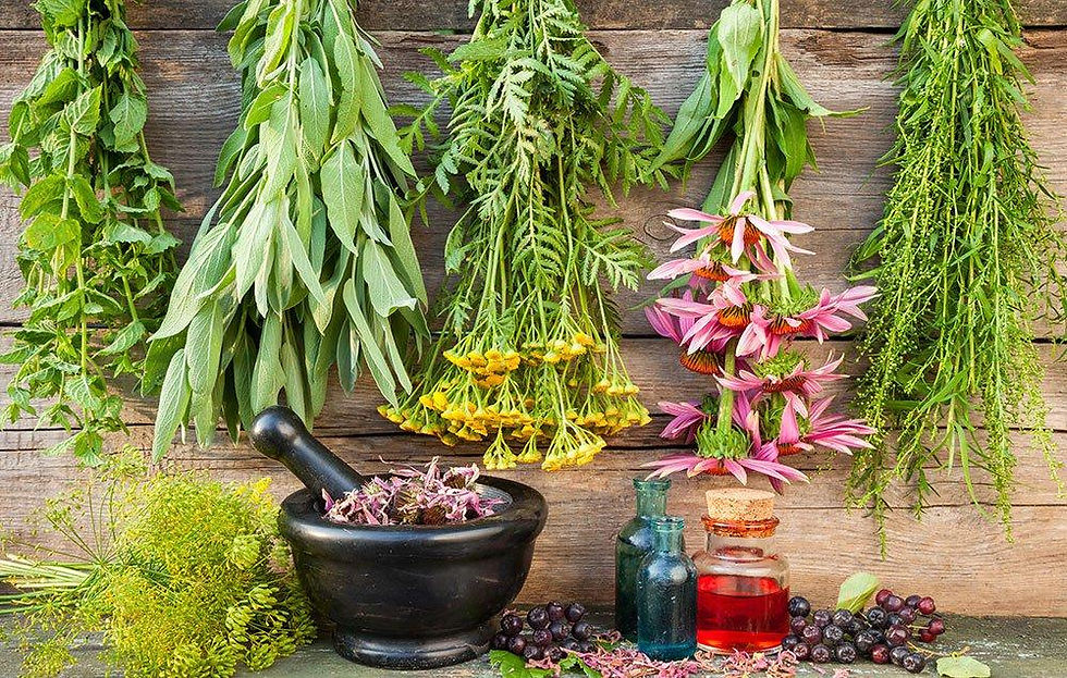 PLANTAS 2.jpg