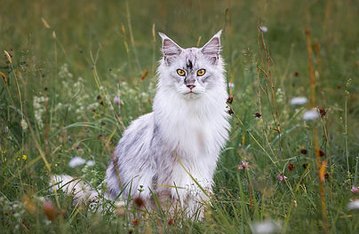 Kattfotografering i Bollebygd